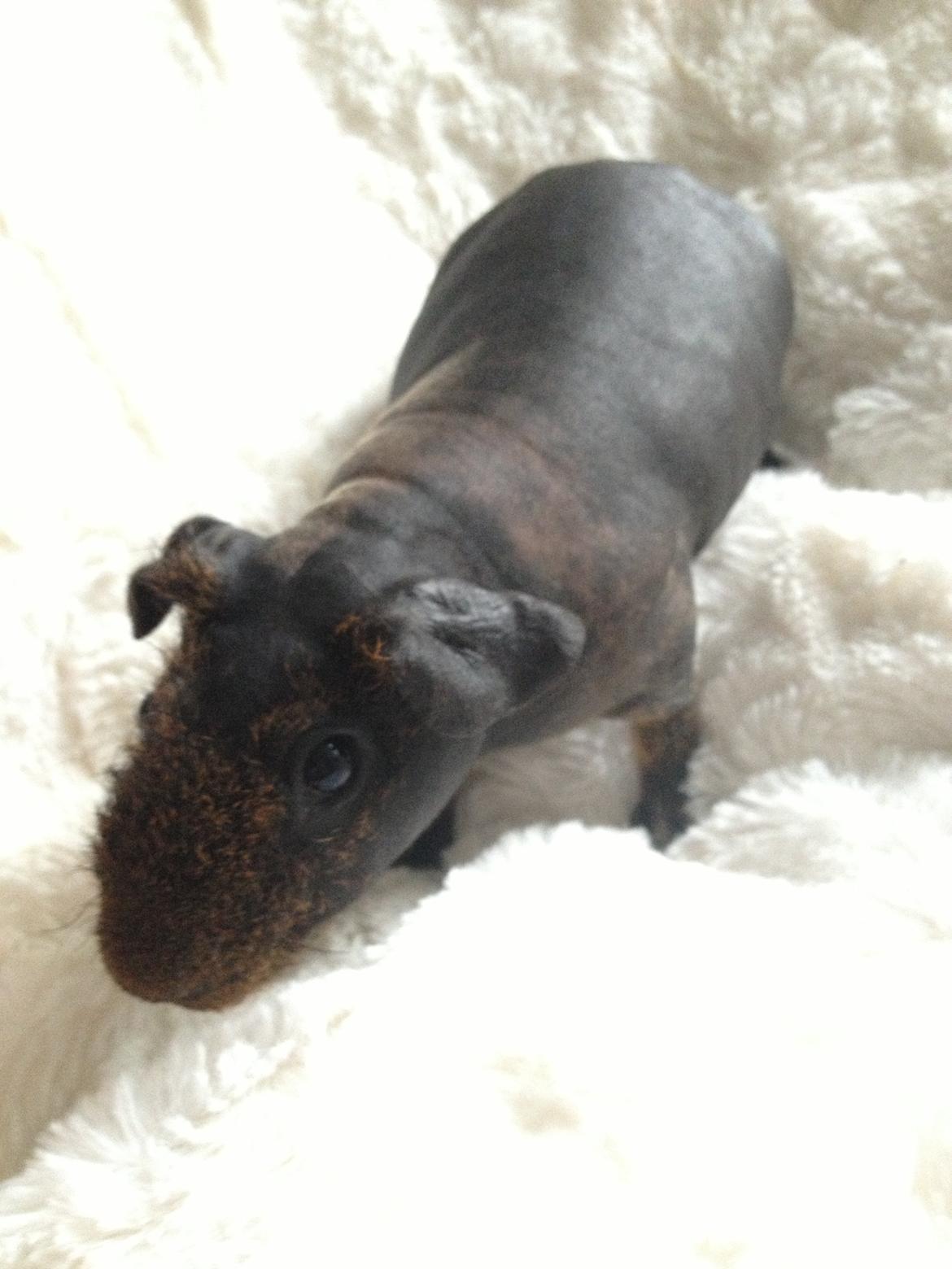 Marsvin Flintstones Mulder billede 17