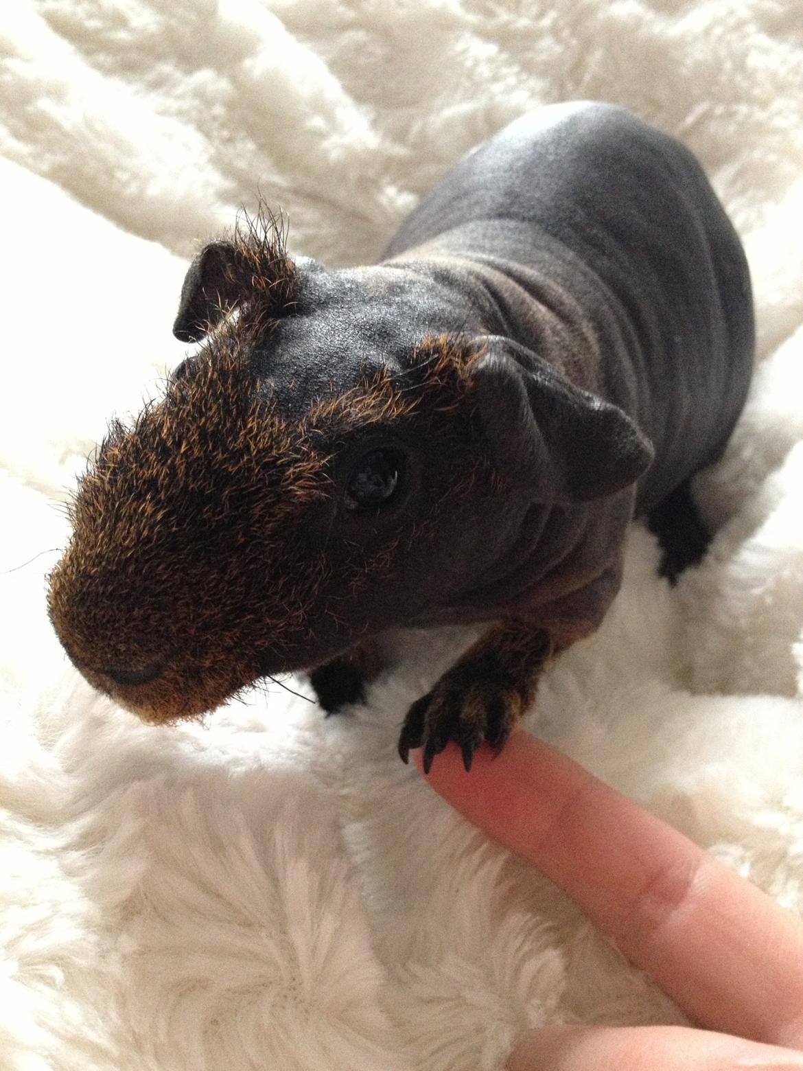 Marsvin Flintstones Mulder billede 4