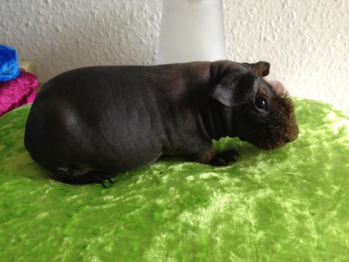 Marsvin Flintstones Mulder billede 18