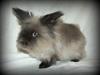 Kanin Buster R.I.P
