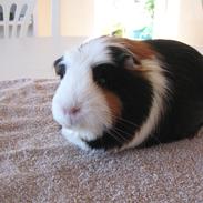 Marsvin Kazoos Lucky (Oda)