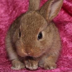 Kanin Ikke navngivet