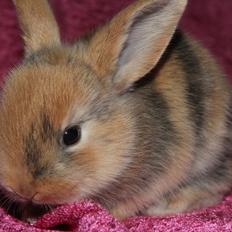 Kanin Ikke navngivet