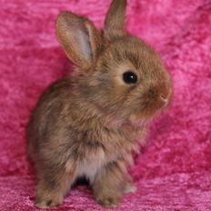 Kanin Ikke navngivet