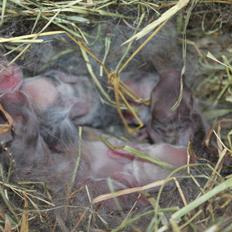 Kanin Ikke navngivet