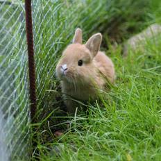 Kanin Visbys Paella Marabou