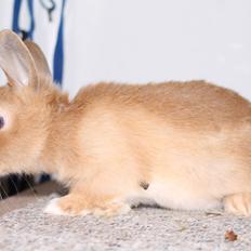 Kanin Visbys Paella Marabou