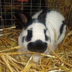 Kanin Team Winther`s Double Trouble.