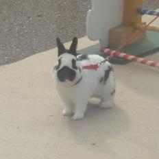 Kanin Team Winther`s Double Trouble.