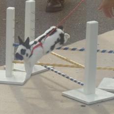 Kanin Team Winther`s Double Trouble.