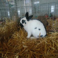 Kanin Team Winther`s Bonky Wonky.