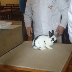 Kanin Team Winther`s Bonky Wonky.