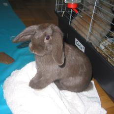 Kanin Coco (Chanel) Diva*