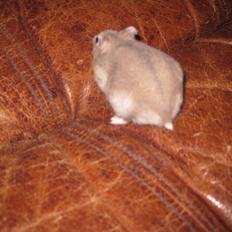 Dværghamster Har intet