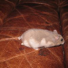 Dværghamster Har intet