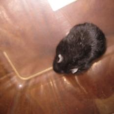 Dværghamster Har intet navn