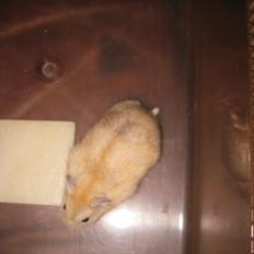 Dværghamster Har intet navn