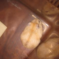 Dværghamster Har intet navn