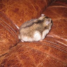 Dværghamster Har intet navn