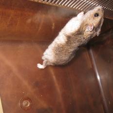 Dværghamster Har intet navn