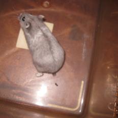 Dværghamster Har intet endnu