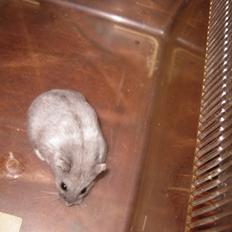 Dværghamster Har intet endnu