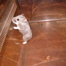 Dværghamster Har intet endnu