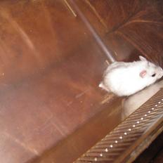 Dværghamster Har intet endnu