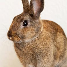 Kanin Hidalgo's Chupsy