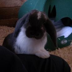 Kanin Birkegades Sofus