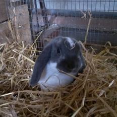 Kanin Birkegades Sofus