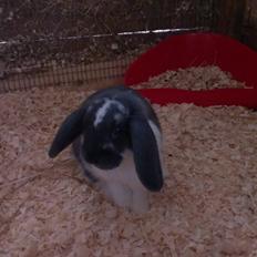 Kanin Birkegades Sofus