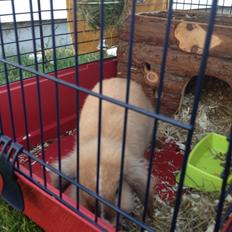 Kanin Nugga<3 R.I.P<33