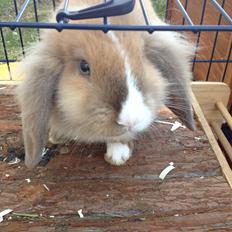 Kanin Nugga<3 R.I.P<33