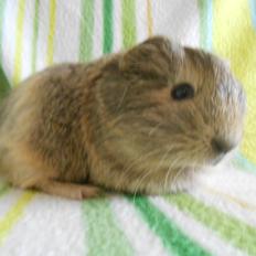 Marsvin Hurley von Moeskjær