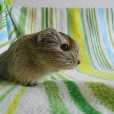 Marsvin Hurley von Moeskjær