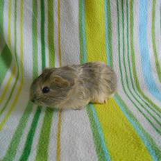 Marsvin Hurley von Moeskjær