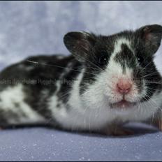 Hamster Hyggehulen's Anthea