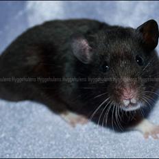 Hamster Hyggehulen's Burton