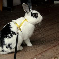 Kanin Dandelions Magnificent "Nuller"