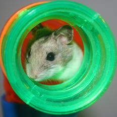 Hamster Forslag modtages