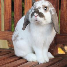 Kanin Winds Jar Jar Binks