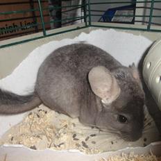 Chinchilla Jassy