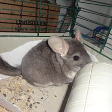 Chinchilla Jassy