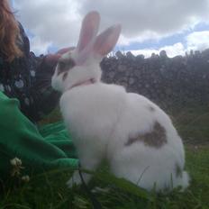 Kanin black eyes / sorte øje