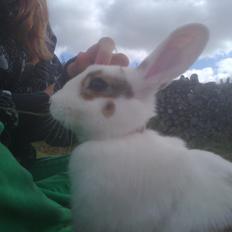 Kanin black eyes / sorte øje