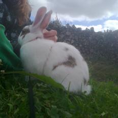 Kanin black eyes / sorte øje