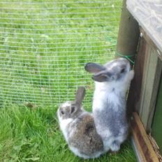 Kanin Rådved Nygård´s Optimus Prime