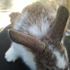 Kanin Rådved Nygård´s Optimus Prime