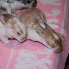 Kanin Rådved Nygård´s Star Scream (Udlånt)